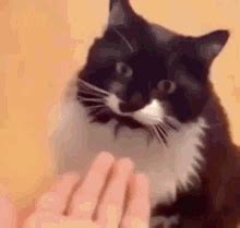 Grumpy Cat High Five Meme - Goimages All