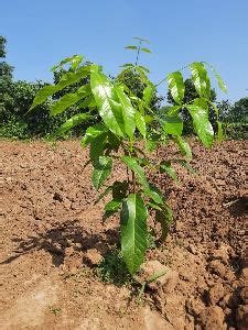 SKLeaf Agri Vision Pvt. Ltd. in Ahmedabad - Supplier of Mahogany Plant & Mahogany Plant with ...