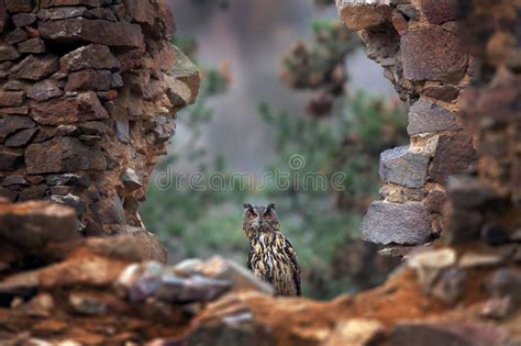 Eagle Owl, Bubo Bubo, with Open Wings in Flight, Forest Habitat in Background, Orange Autumn ...