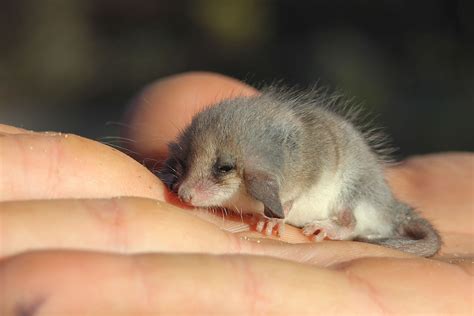 Wildlife of Eyre Peninsula, South Australia - The Wildlife Diaries