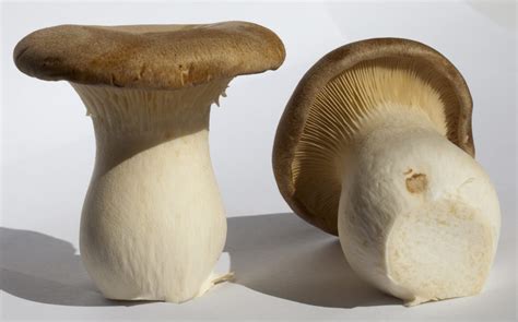 Pleurotus eryngii: Health Benefits of The King Oyster Mushroom