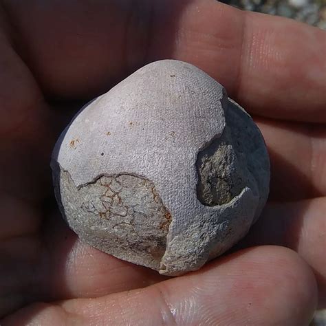 brachiopod ID - Fossil ID - The Fossil Forum