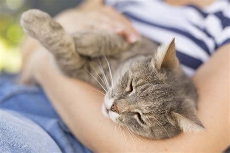 Understanding More about Pet Euthanasia at Home - Home Goodbye