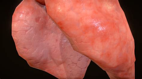 Pig Lungs - 3D model by SmartTek Solutions (@SmartTekSaS) [324ee34 ...