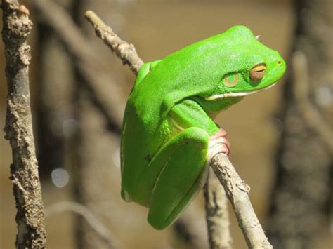 13 Amazing Daintree Rainforest Animals To See In 2021