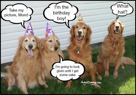 funny golden retriever birthday meme Retriever golden birthday memes animals birthdaybuzz ...