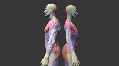 Écorché Musclenames Male & Female Anatomy Bundle - Buy Royalty Free 3D model by chrisfischerart ...
