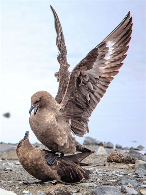 Brown Skua - Encyclopedia Westarctica