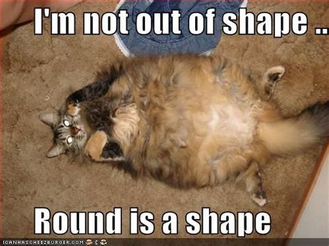 I'm not out of shape ... Round is a shape | Funny cats, Funny cat pictures, Funny cats and dogs