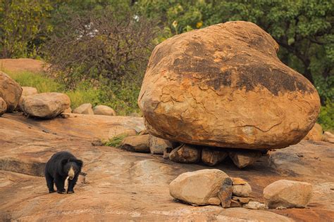 Sloth bear habitat - Francis J Taylor Photography