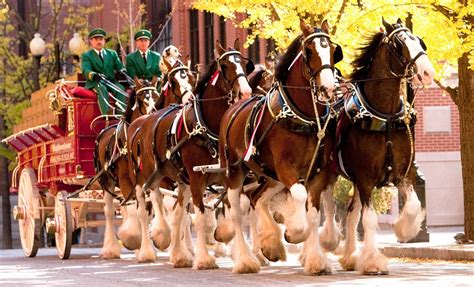 World famous Budweiser Clydesdales will be tailgating, then parading ...