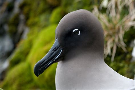 Stacey in Antarctica: Spring returns to Bird Island