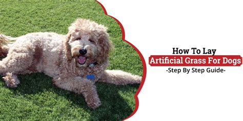 Step By Step Guide On How To Lay Artificial Grass For Dogs - Dogcattalk