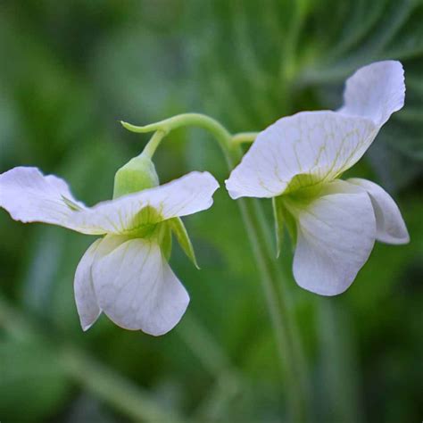 Sweet Peas Seed - Royal White Sweet Pea Flower Seeds