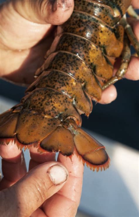 Lobstermen look out for their ladies—lady lobsters, that is! Female ...