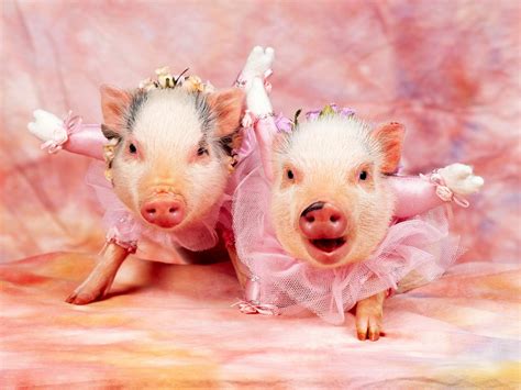 cute desktop backgrounds | Really cute pig Desktop wallpaper 1600x1200 ...