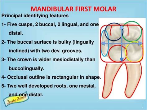 Mandibular molars | Molars, Dental anatomy, Dentistry