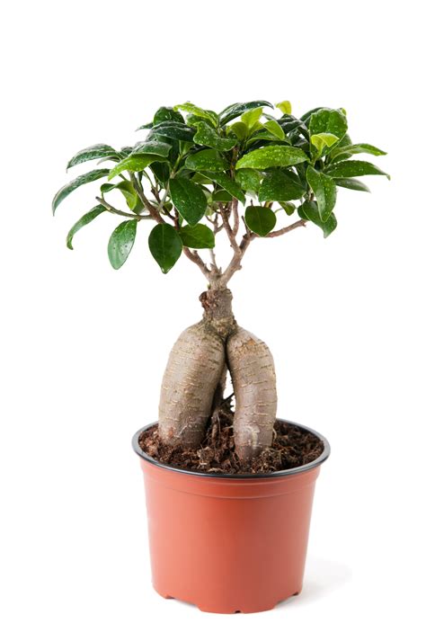 Ginseng Grafted Ficus Bonsai Soil