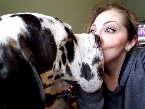 Kisses | Great dane dogs, Great dane mastiff, Great dane