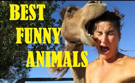 YouTube | Best funny videos, Funny animals, Funny gif