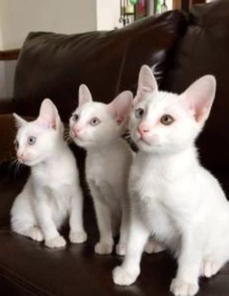 Khao Manee Kittens - Khao Manee Kitten for sale in Northeast, Ohio | Cat Bright Classifieds