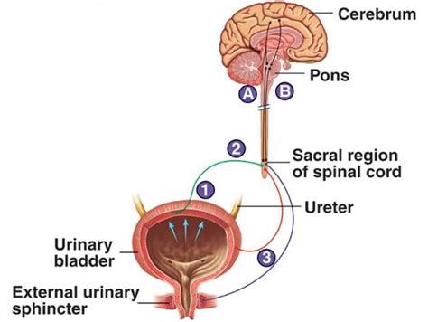 osmoregulation: MICTURITIONMICTURITION