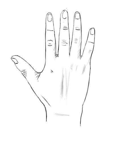 The Various Proportions Of Human Hand, Fingers & Arm - Sweet Drawing Blog
