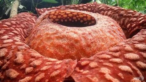 Bunga Rafflesia Terbesar yang Tumbuh di Indonesia jadi Sorotan Dunia - Global Liputan6.com