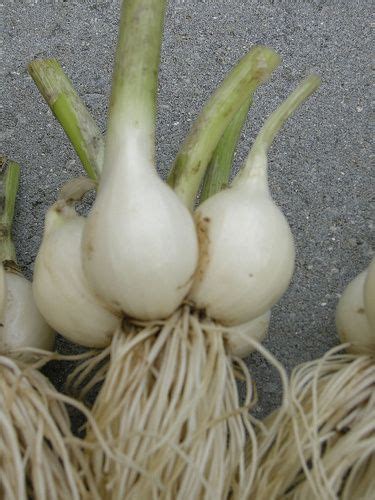 Winter Onions | Multiplier onion, Onion, Edible garden