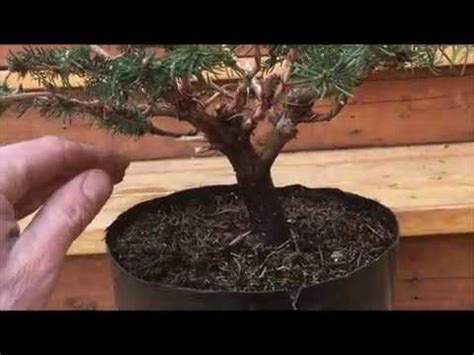 Bird's Nest Spruce Bonsai - Nursery Stock to Bonsai - YouTube