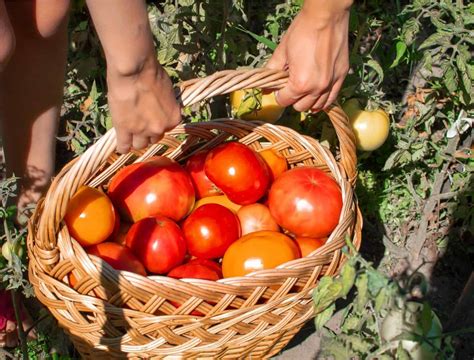 7 Ways To Improve Your Tomato Harvest - Backyard Boss