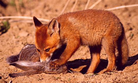 Can Foxes Kill Dogs