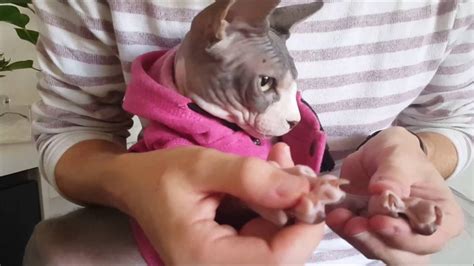 HOW TO TAKE CARE OF A SPHYNX CAT - YouTube