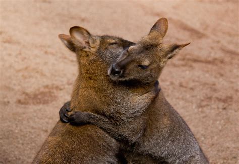 10 Animals That Are Aware Of The Power Of Hugs | REALITYPOD