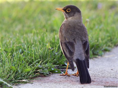 Aves de Argentina: Zorzal modelo