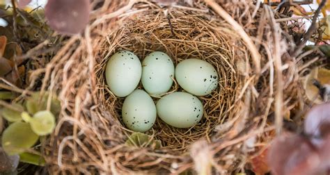 House Finches On My Front Porch - Farmers' Almanac