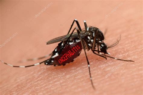 Macro of mosquito sucking blood Stock Photo by ©PongMoji 100750282