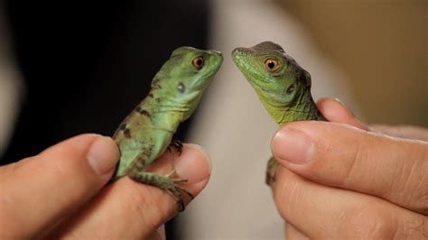 36 HQ Photos Pet Lizards For Sale : SALE!! Dessert Horned Lizards Males ...