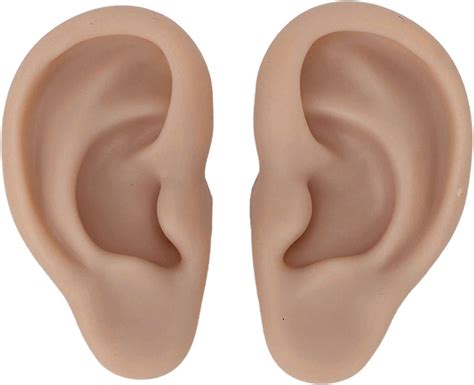 Silicone Ear Model Artificial Ear Model Silicone Human Ear Model ...