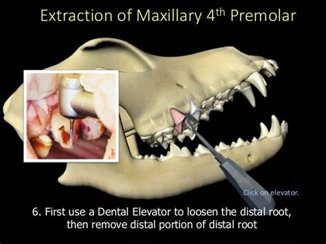 Extraction canineupm4a