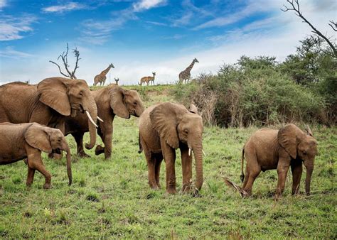 African Bush Elephants African Wildlife, African Animals, African Safari, Uganda Travel, Africa ...