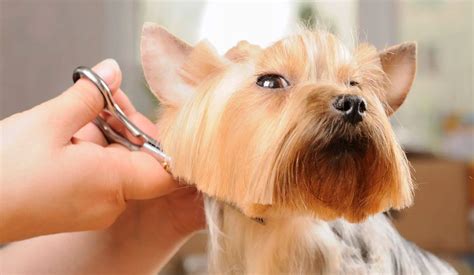 Malaysia's Top 10 Pet Grooming Centres | TallyPress