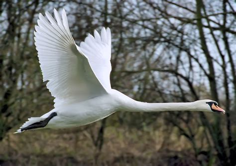 File:Mute swan flies arp.jpg - Wikipedia