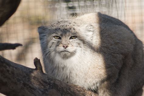 a gray and white cat sitting on top of a tree branch