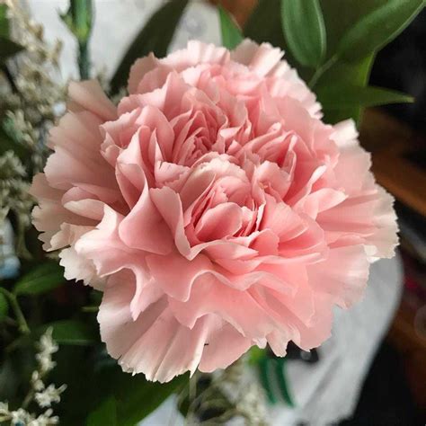 Find out the real carnation meaning in its different colors, as well as ...