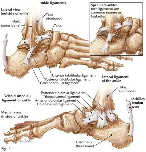 As 25 melhores ideias de Ankle ligaments no Pinterest | Medicina ...