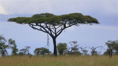 Pride of Lions in Kenya image - Free stock photo - Public Domain photo ...