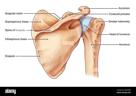 Acromion Process