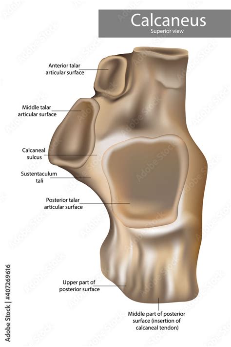 Calcaneus Anatomy. alcaneus or calcaneum, meaning heel or heel bone. Superior view. Stock Vector ...