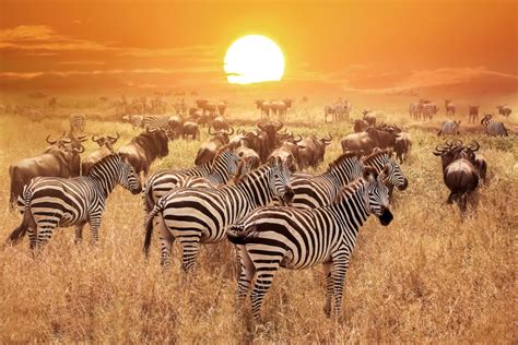 📅 The Best Time to Visit Africa in 2023 | When to Go